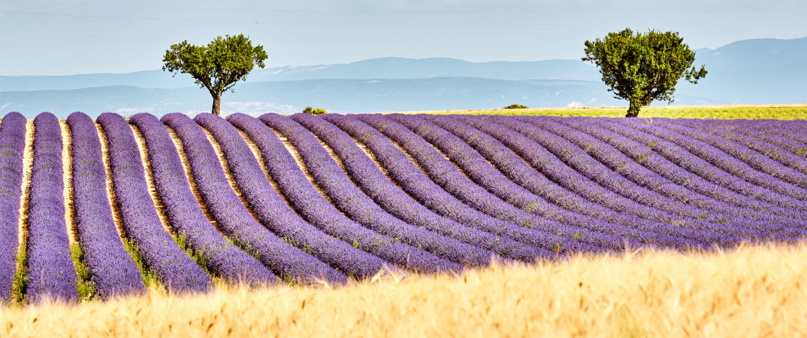 Viaggio Green nei Parchi Naturali della Provenza