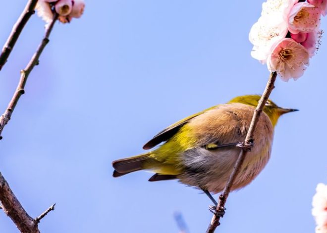 I suoni della natura ci fanno star bene: impariamo ad ascoltarli!