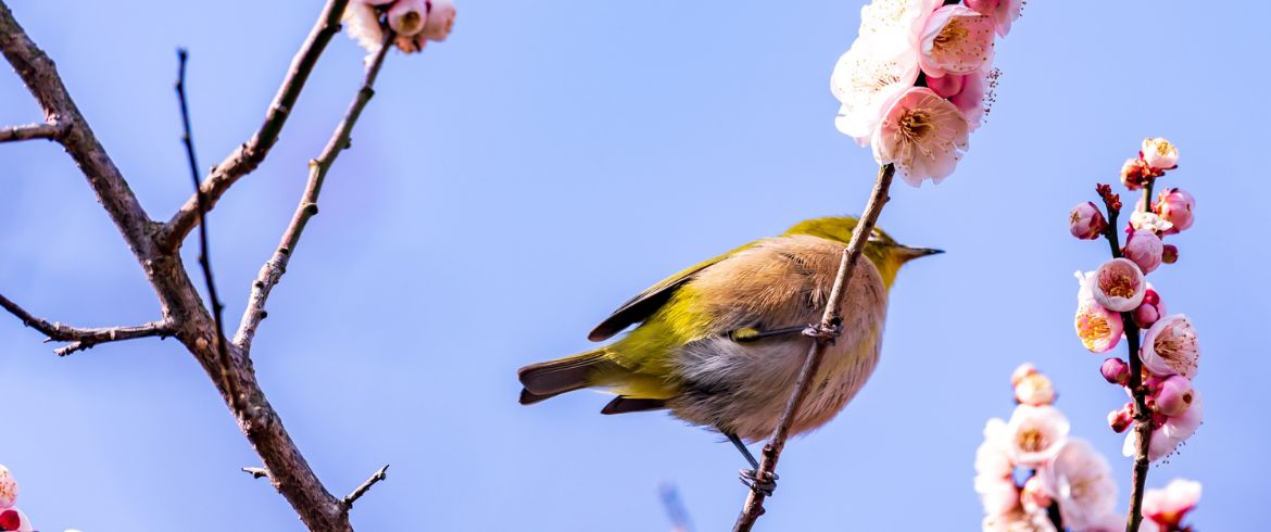 I suoni della natura ci fanno star bene: impariamo ad ascoltarli!