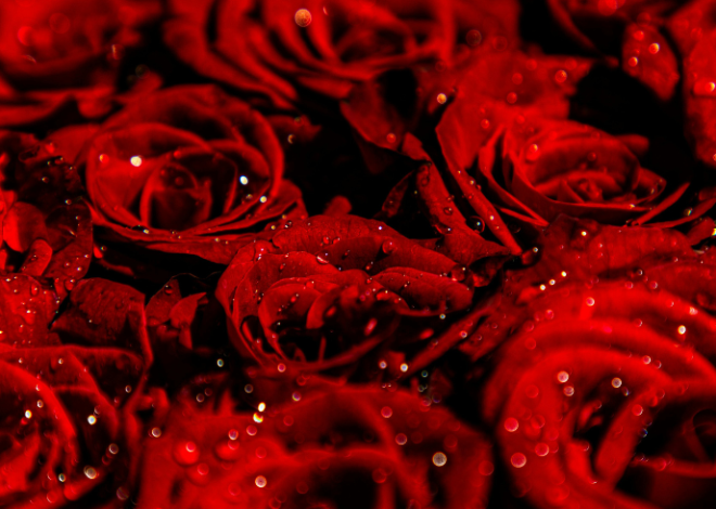 i giardini e i parchi con le rose più belle da visitare